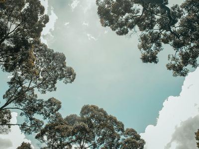 Sunlight filtering through green leaves, representing energy.